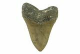 Fossil Megalodon Tooth - North Carolina #338589-2